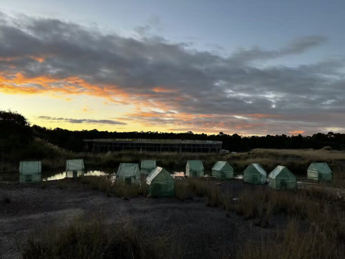 frog saunas in a swampy area at sunrise