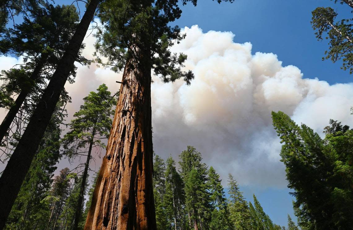 A giant sequoia, left of center, is seen in the Mariposa Grove as a giant plume of smoke from the Washburn Fire rises just to the north, continuing to burn in Yosemite National Park Monday, July 11, 2022.