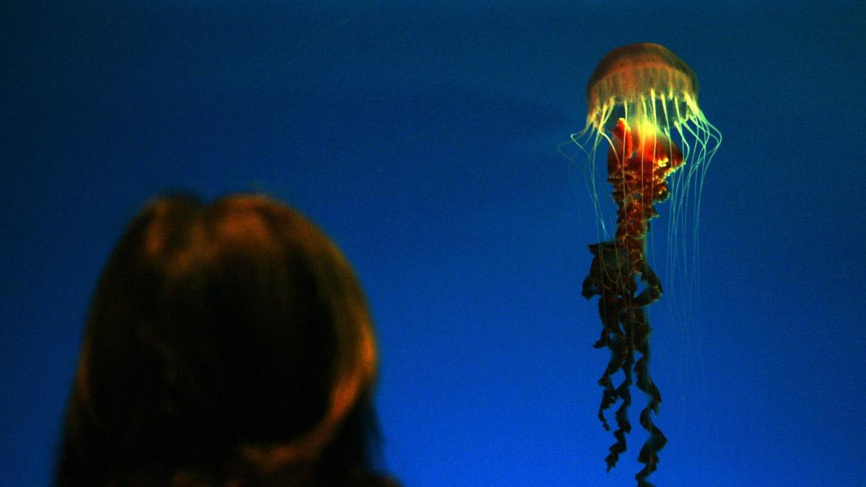 a west coast sea nettle chrysaora fusce