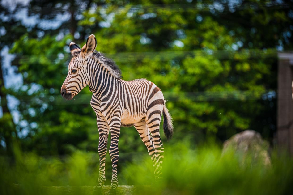 A baby zebra born in May 2022 is the Louisville Zoo's newest resident.