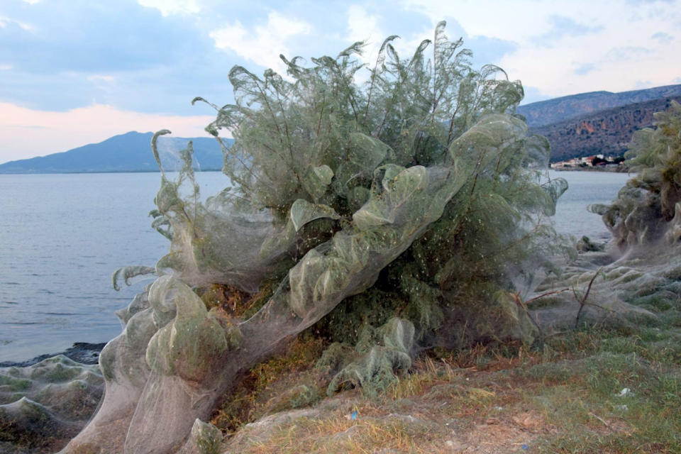 The lagoon in Aitoliko, Western Greece, is now shrouded in webs, burying vegetation in a mass of spider silk, filled with mating spiders and their young. Source: Facebook/ Giannis Giannakopoulos 