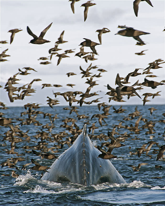 <b>Frozen Planet, BBC One, Wed, 9pm</b><br><b> Episode 1</b><br><br>A humpback whale dives for krill amidst thousands of short-tailed shearwaters. It’s mid-summer in the Bering Sea, off Alaska’s Aleutian Islands. Cold water and long sunny days leads to some of the richest seas in the world. Humpbacks have travelled for months from Hawaii and shearwaters the length of the planet from Australia. So busy gorging on the summer bonanza, they barely get out of each other’s way. Filming from the boat, we watched shearwaters accidentally fly straight into the side of breaching whales, and humpbacks accidentally swallow and spit out shearwaters. This is the largest gathering of seabirds on the planet - 18 million.