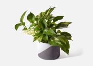 <p>urbanstems.com</p><p><strong>$65.00</strong></p><p><a href="https://go.redirectingat.com?id=74968X1596630&url=https%3A%2F%2Furbanstems.com%2Fproducts%2Fplants%2Fthe-archie%2FNF-K-00017.html&sref=https%3A%2F%2Fwww.countryliving.com%2Fshopping%2Fgifts%2Fg4838%2Fbest-housewarming-gift-ideas%2F" rel="nofollow noopener" target="_blank" data-ylk="slk:Shop Now;elm:context_link;itc:0;sec:content-canvas" class="link ">Shop Now</a></p><p>House plants are often what make a new home feel complete. This golden pothos is low-maintenance and comes with this mod two-toned pot that'll match any decor. </p>