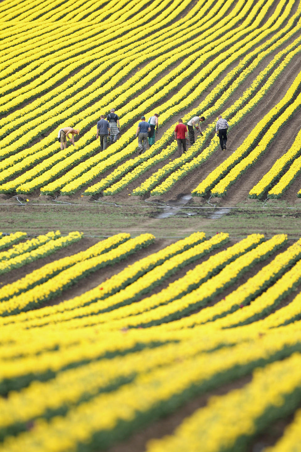 Tulips Blossom Near Magdeburg