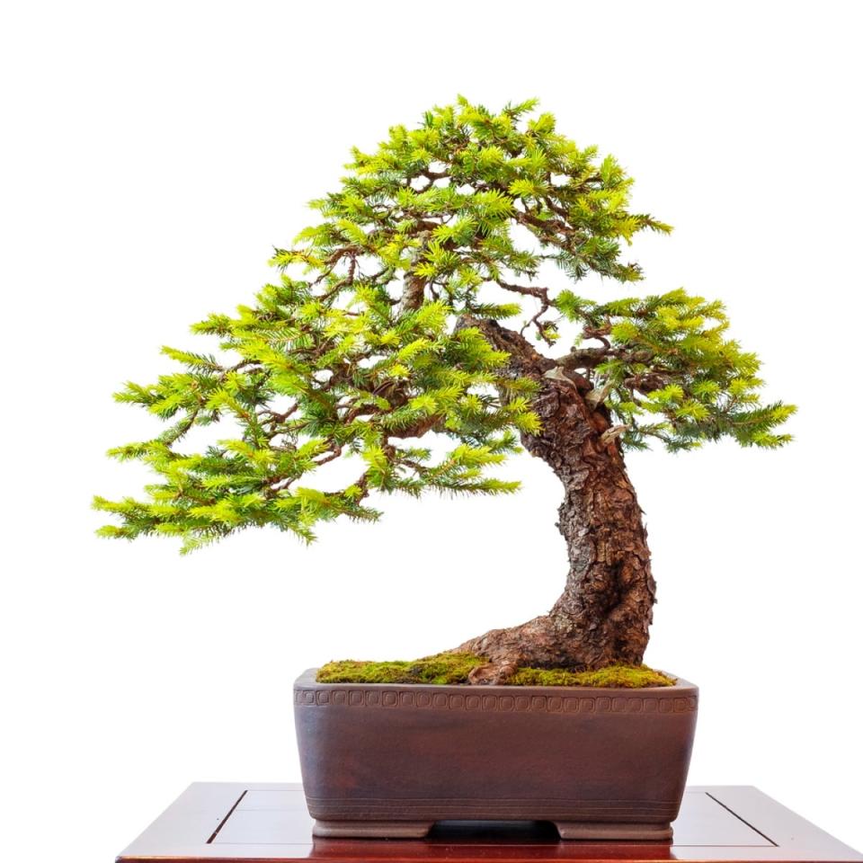 Spruce bonsai tree on a white background.