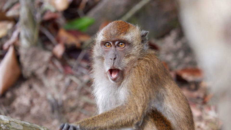 巴西出現好多宗殺害猴子事件，一星期就有10隻猴子被毒死或故意傷害。
（圖：wtorandompic@twitter）
