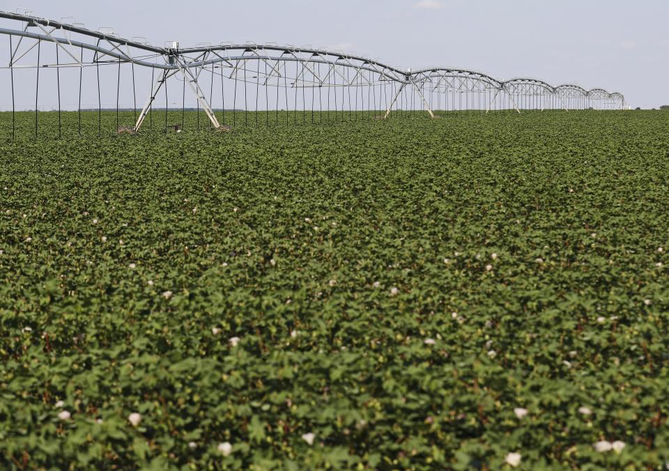 A center pivot irrigation system on cotton crops, Tuesday, Aug. 13, 2019, near Wolfforth, Texas.