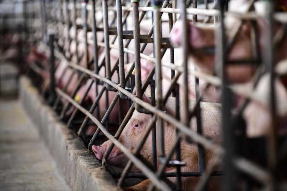 Las empresas cárnicas contaminan más que muchos estados. (Photo by RONALDO SCHEMIDT/AFP via Getty Images)