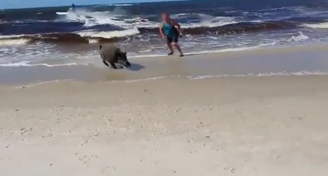 Wild boar attacks sunbathers on Polish beach