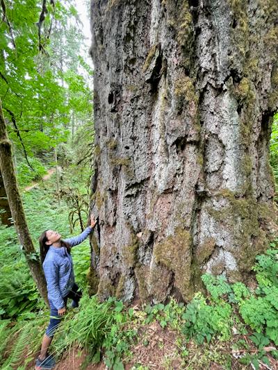 Forest biologist Beverly Law with an old-growth Douglas fir in Corvallis, Oregon. Beverly Law, <a href="http://creativecommons.org/licenses/by-nd/4.0/" rel="nofollow noopener" target="_blank" data-ylk="slk:CC BY-ND;elm:context_link;itc:0;sec:content-canvas" class="link ">CC BY-ND</a>