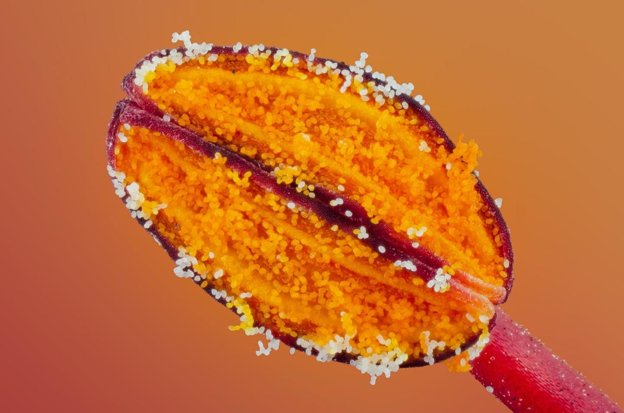 Granos de polen de la flor del árbol flamboyant (_Delonix regia_). <a href="https://www.shutterstock.com/es/image-photo/anther-full-pollen-grains-flower-flamboyant-1784945921" rel="nofollow noopener" target="_blank" data-ylk="slk:Marcelo Pabst / Shutterstock;elm:context_link;itc:0;sec:content-canvas" class="link ">Marcelo Pabst / Shutterstock</a>