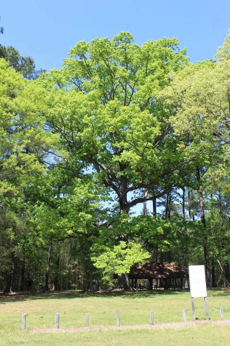 Reader Gary Blank’s favorite tree in the Triangle is in Schenck Forest in Raleigh.