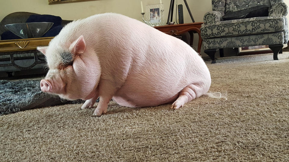 A mum was shocked after her adorable mini-pig grew into a porky 114kg therapy pet. Source: Lennette Newell/Caters News