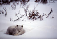 The arctic fox eats lemmings, arctic hares and some birds and bird eggs. But its main source of food is the lemming and its population size fluctuates with the cycle of the lemming population. © Fran Áois Pierrel / WWF-Canon <br> <a href="http://www.worldwildlife.org/what/wherewework/arctic/" rel="nofollow noopener" target="_blank" data-ylk="slk:To learn more visit worldwildlife.org/arctic;elm:context_link;itc:0;sec:content-canvas" class="link ">To learn more visit worldwildlife.org/arctic</a>