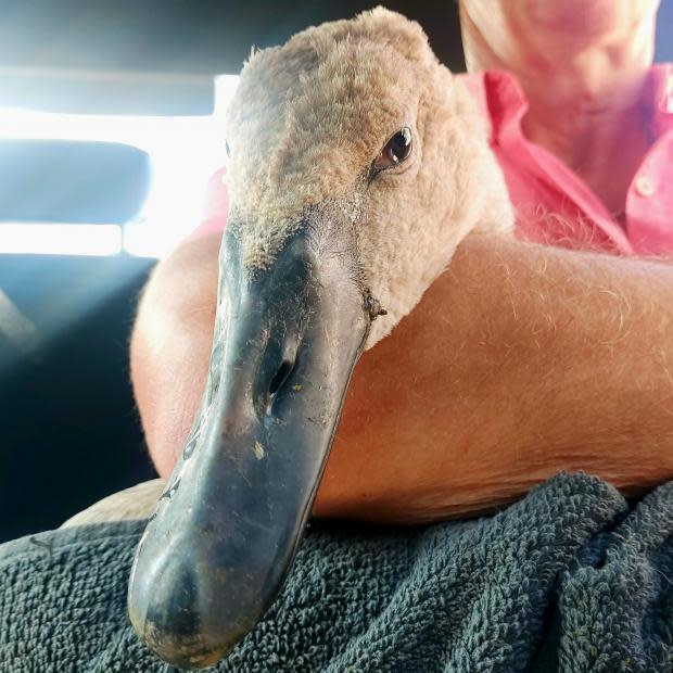 Echo: Rescue - El cygnet de camino al hospital