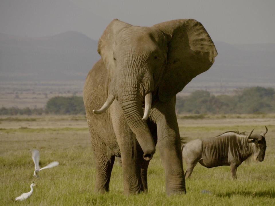 Twenty-thousand elephants a year are killed by poachers for their tusks