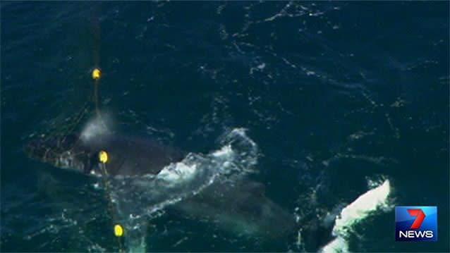 A whale calf caught in a shark net off Southport has been freed. Photo: 7News
