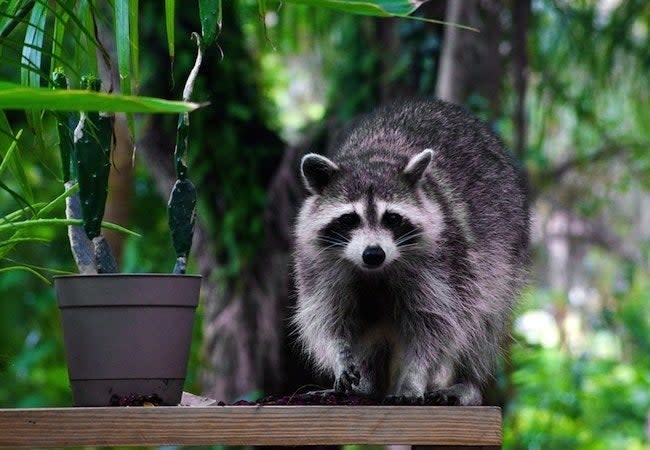 how-to-get-rid-of-raccoons