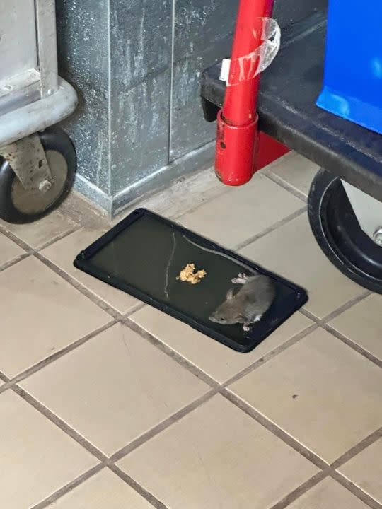 Rodents at the Red River Dining Facility on Barksdale Air Force Base