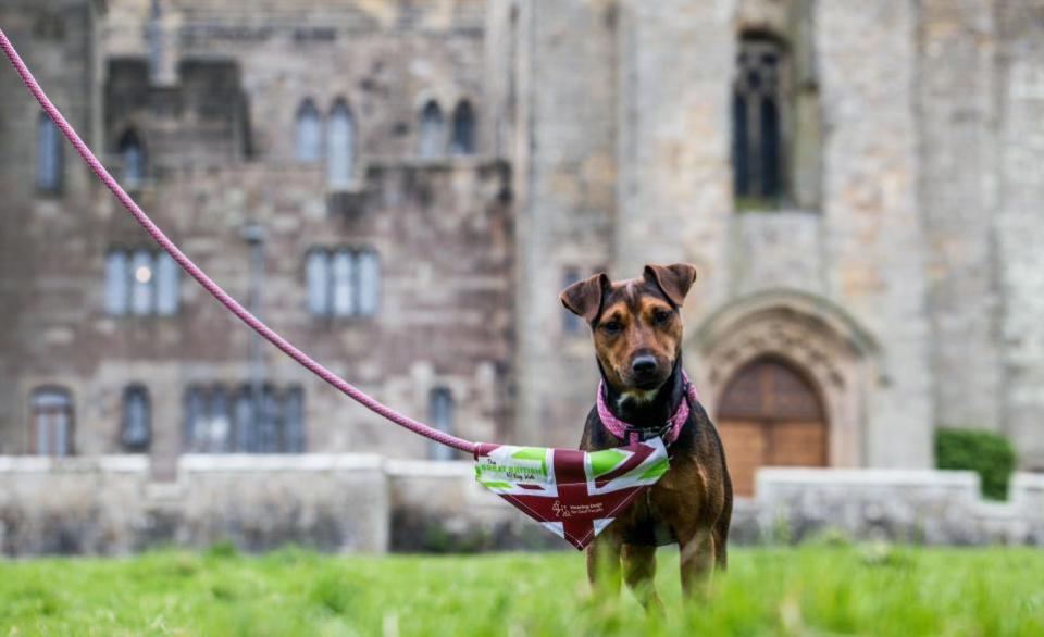 The Northern Echo: The Raby Castle Great British Dog Walk in aid of Hearing Dogs for Deaf People.