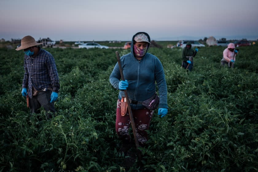 Farmworkers weed a tomato field in French Camp, California on July 24, 2020. More than 70% of new cases of coronavirus in California's fertile San Joaquin valley are Latino workers, but advocates say they lack testing and access to care.