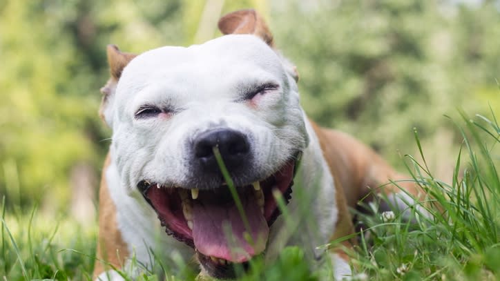 32 scary but common dog problems