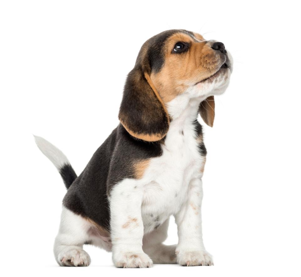 Beagle puppy howling