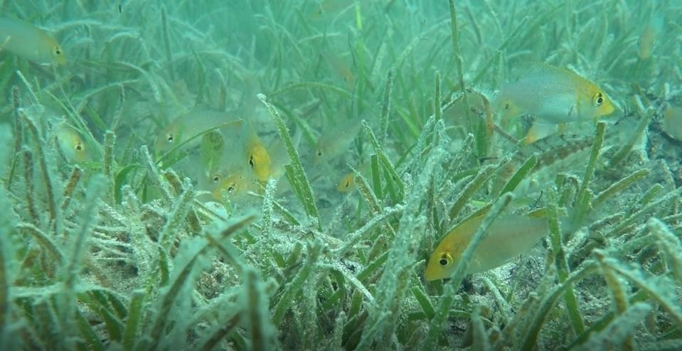 ▲海草床吸引青嘴龍占魚群棲息其間。