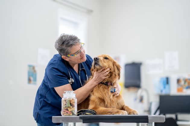 When in doubt, take your dog to the vet if you think it might be in pain.