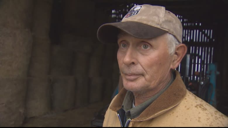 Port Williams farmer gets rid of 75 cattle following drought