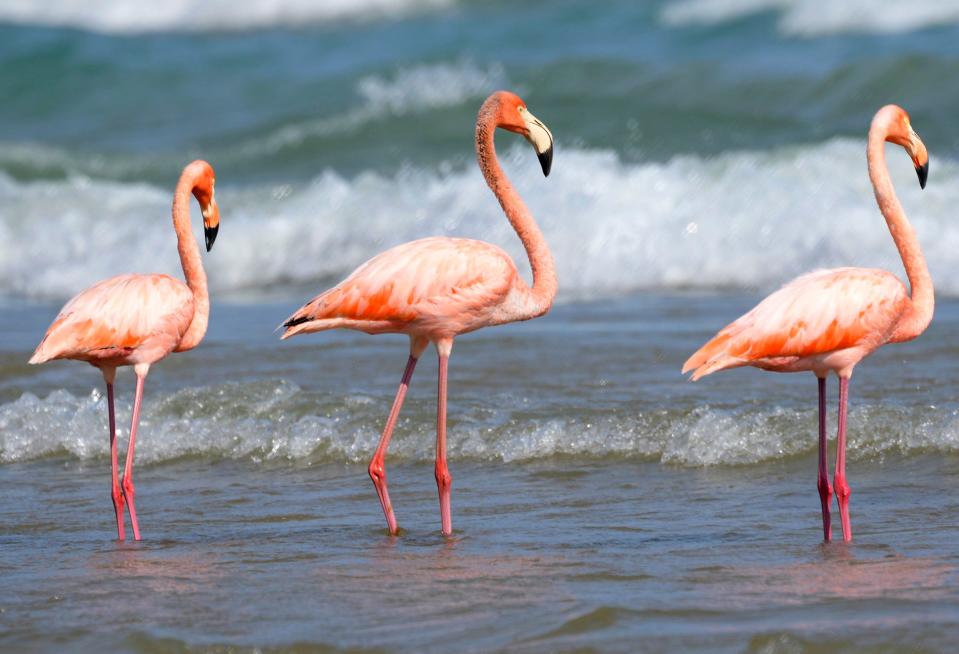 Five American flamingos, including three adults and two less colorful juveniles, were seen in Lake Michigan at Port Washington's South Beach on Sept. 22.