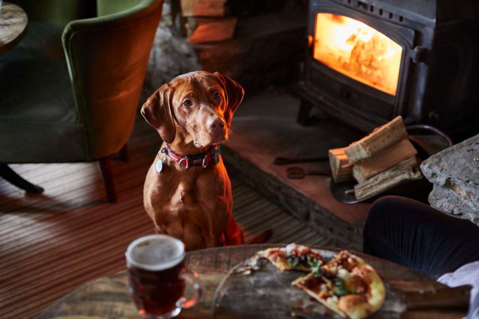 Good news for walkers with dogs, the Swan Inn is pup-friendly (The Swan Inn)