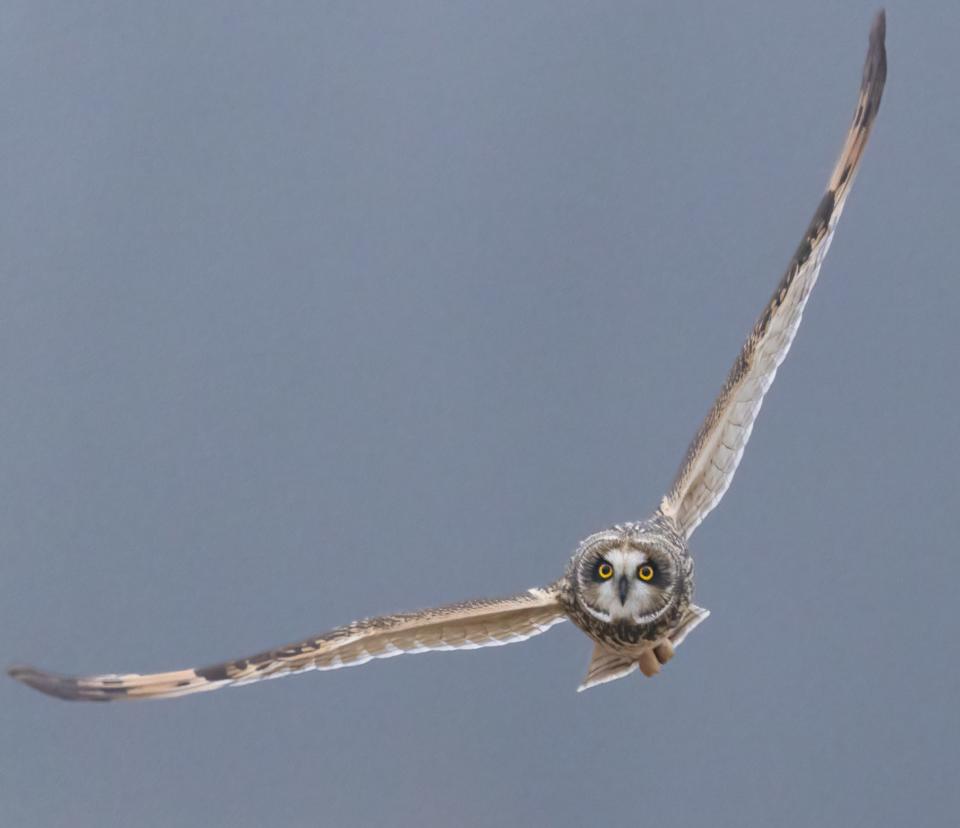 A short-eared owl hunts voles on the wing.