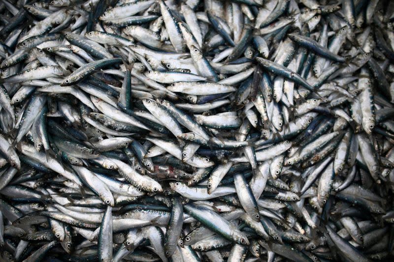 FILE PHOTO: Sardines are landed at Newlyn Harbour, which will see significant impact to the fishing industry as a result of the Brexit deal due to be implemented in the New Year, in Newlyn