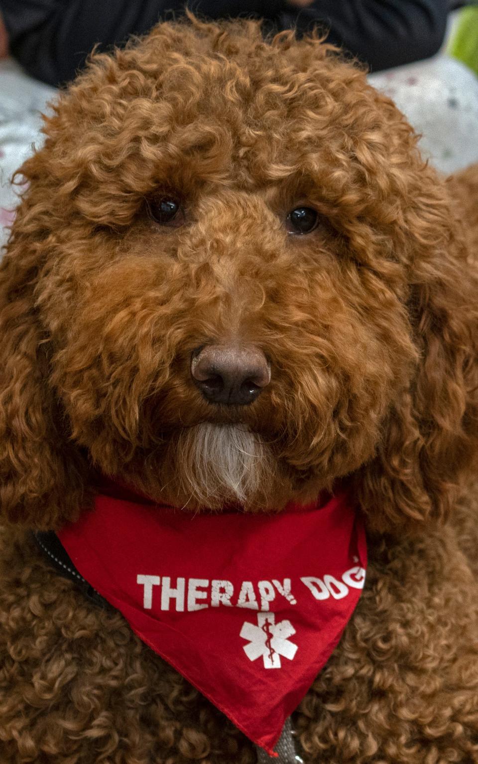 Appa is a therapy dog at College Wood Elementary School. In Carmel Clay Schools, eight therapy dogs and their handlers support children emotionally and give cuddles when needed. Photo taken Friday, March 3, 2023.