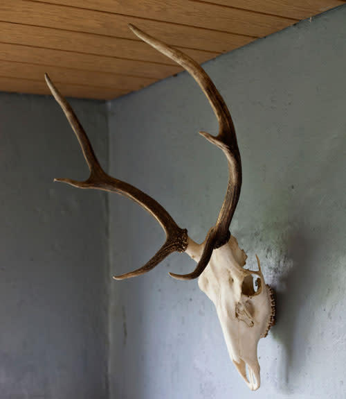 Taxidermy