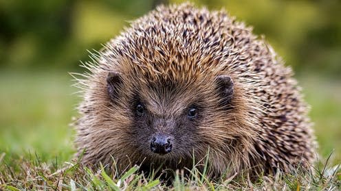 <span class="caption">Where have all the hedgehogs gone?</span> <span class="attribution"><span class="source">shutterstock</span></span>