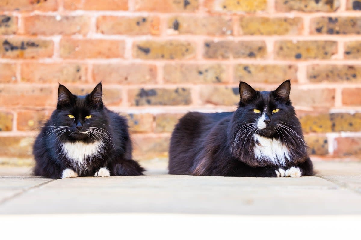 Jasper and Willow (Ciaran McCrickard/PA)