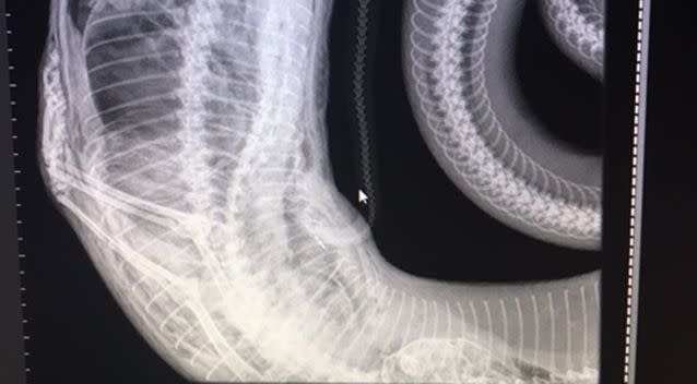 The cat's owners had feared the worst when they saw the snake and their cat had been missing for days. Source: Snake Catchers Brisbane, Ipswich, Logan & Gold Coast