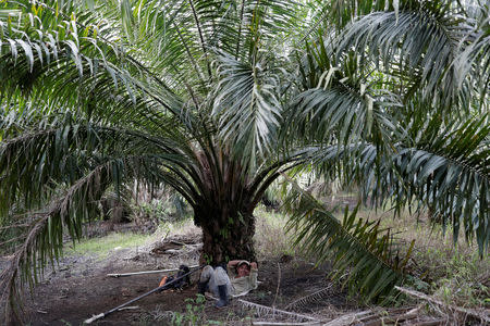 FILE PHOTO: A worker rests under a palm tree at a palm oil plantation in Chisec, Guatemala December 19, 2018. REUTERS/Luis Echeverria/File Photo