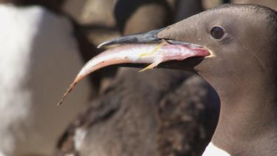 The murre is a common fish-eating bird. Pic: University of Washington