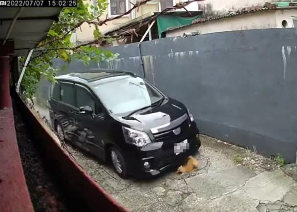 涉事私家車撞倒小家貓。



