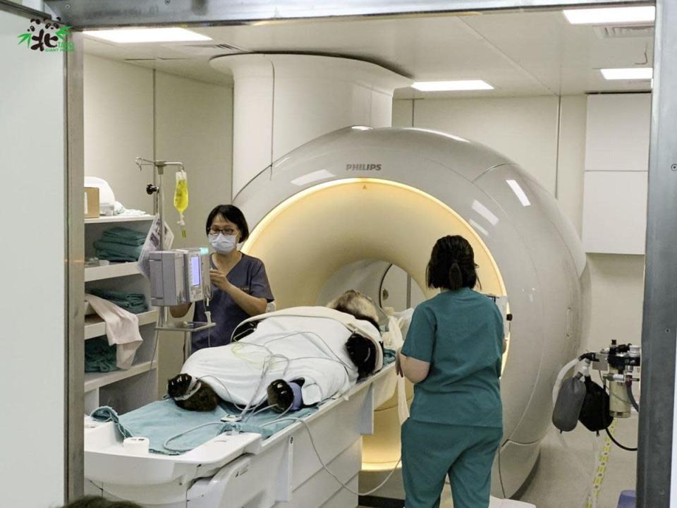 「團團」即將接受MRI檢查。（台北市立動物園提供）