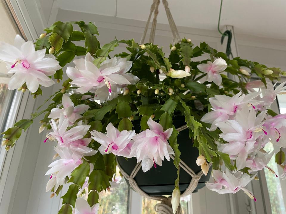 Stop feeding Thanksgiving cactus in early fall and watch it bloom in November.