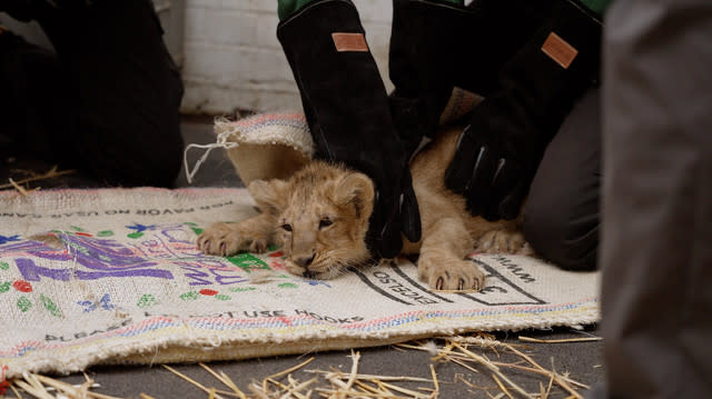 Adorable lion cubs receive first health check