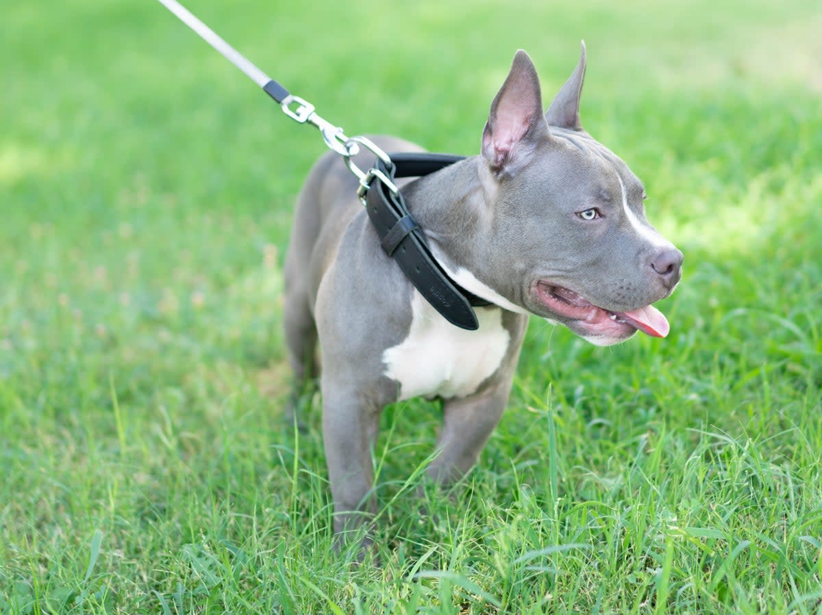 An American Bully (Getty)