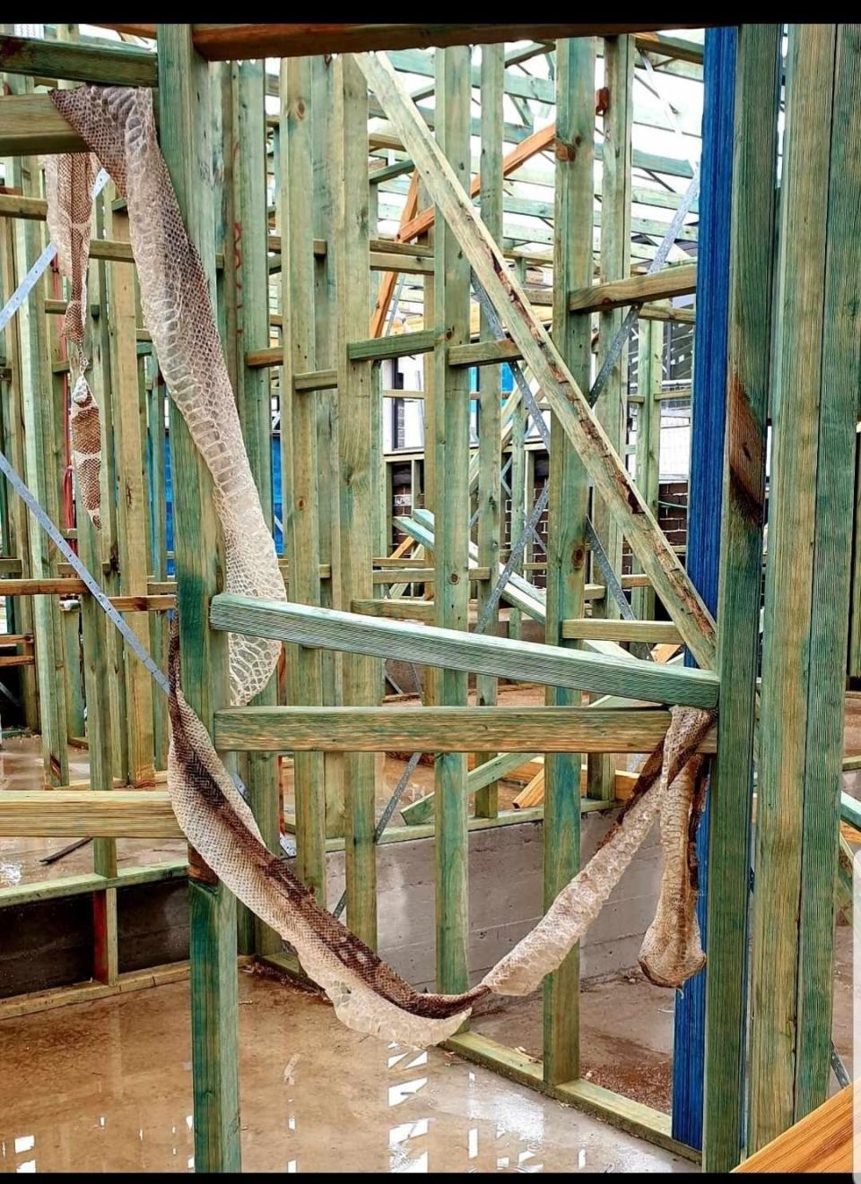 Boa constrictor's shed snake skin found wrapped around the wooden beams of a building site in Cascades Estate in Silverdale, Sydney. 