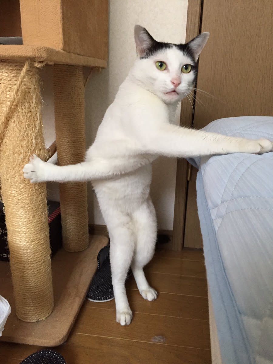 This Twisted Kitty Is The Stuff Internet Cat Meme Dreams Are Made Of