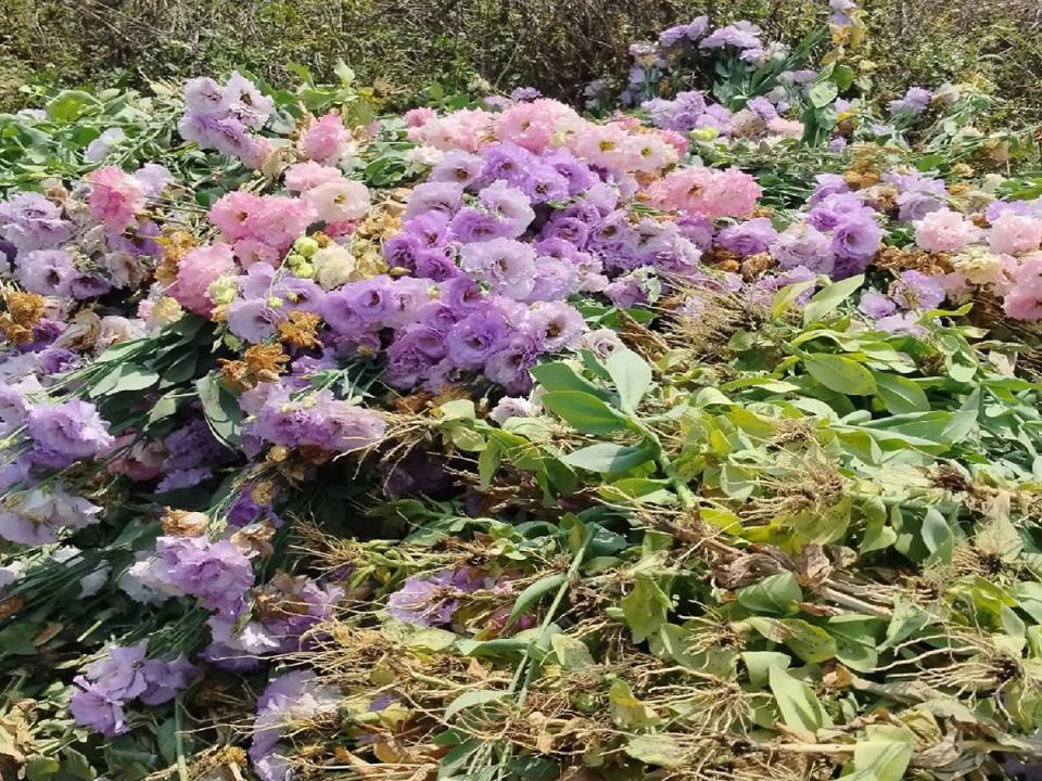 洋桔梗價格大跌，許多花農因不敷採收成本，乾脆任由花朵在田間爛掉當綠肥。（圖：黃凱服務處提供）