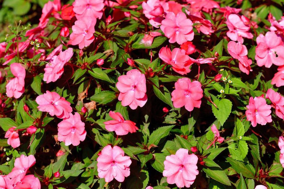 best shade flowers sunpatiens